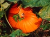 pumpkin-bottom