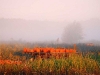 pumpkin-field-008