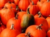 pumpkins-002