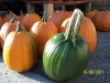 pumpkins-100_3156